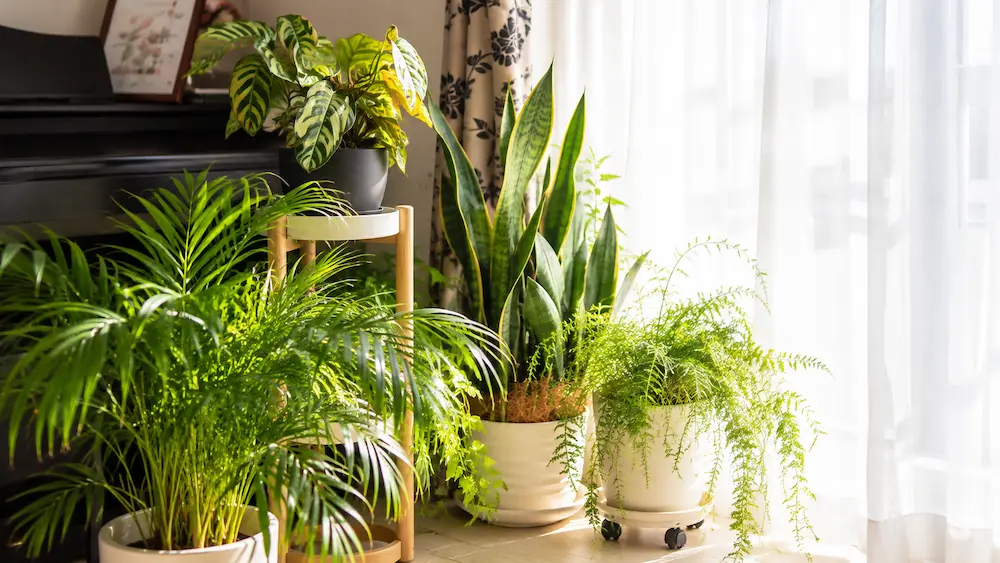 筆者宅で育てている観葉植物